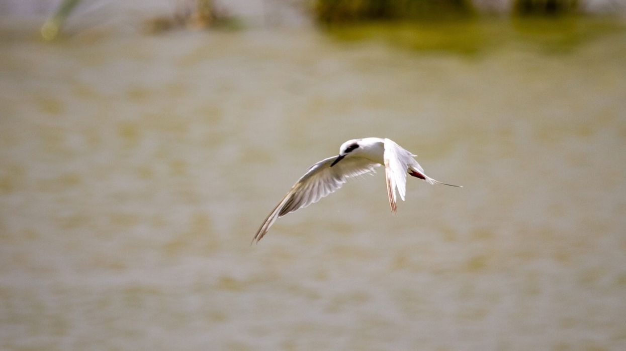 One Forster's tern fact is that it is an orange-legged bird.
