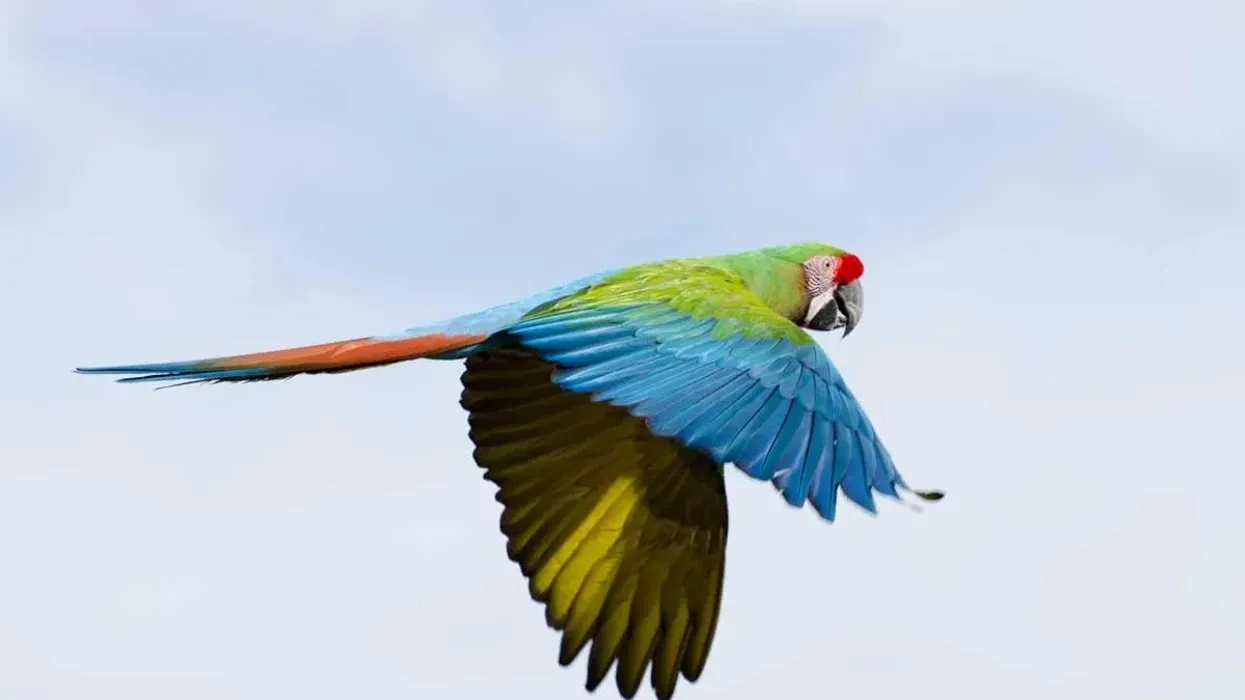 One fun Military Macaw fact is that it has an attractive and colorful body