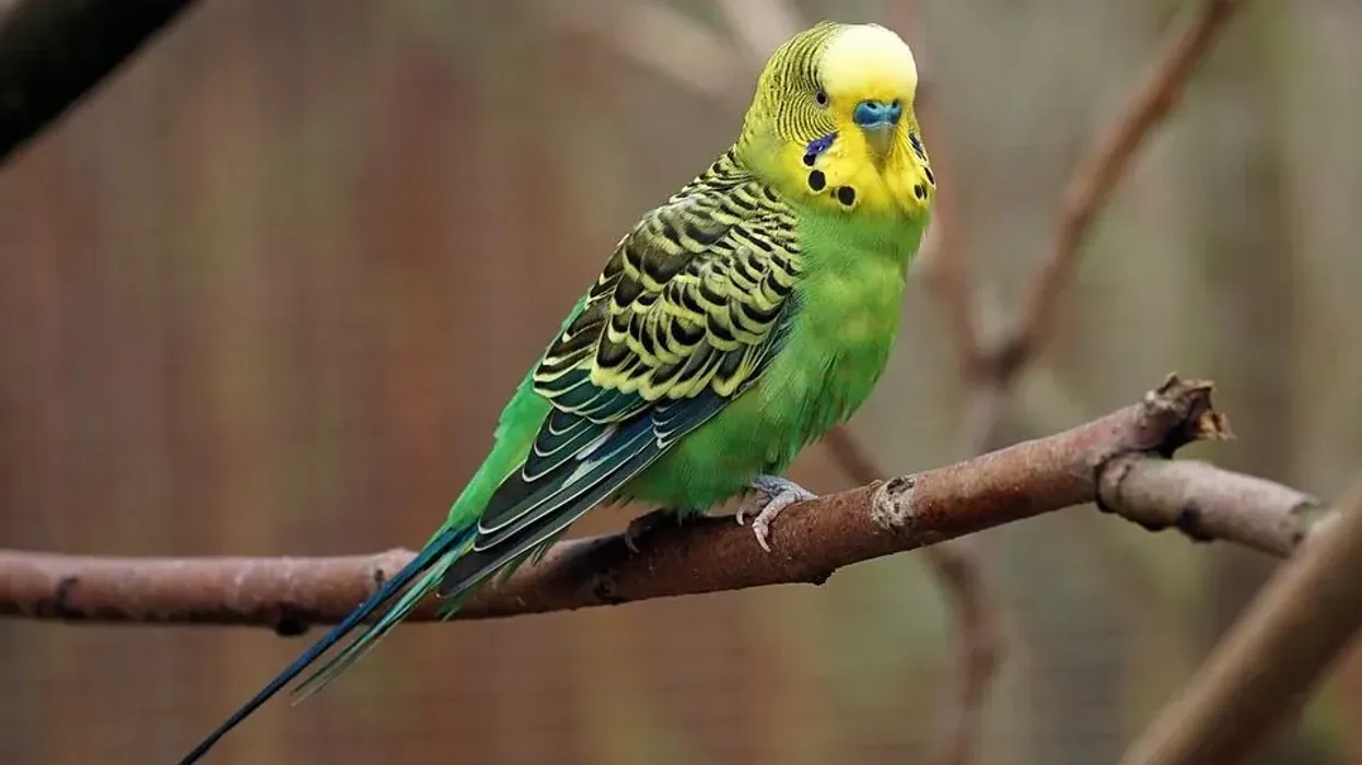 One interesting fact about parakeets is that it is a species of parrot and is characterized by its large tail feathers.