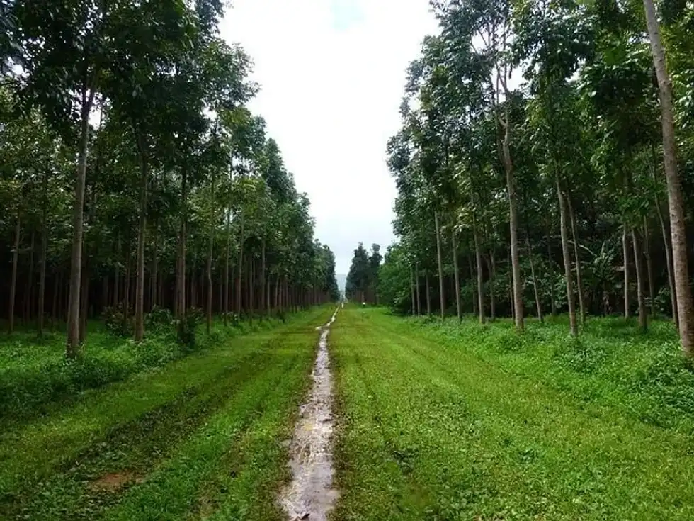 One interesting mahogany tree fact is that these trees can reach heights of 150-200 ft (45-60 m).