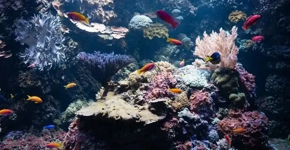71 Fun Aquatic Biomes Facts For Your Kids To Learn