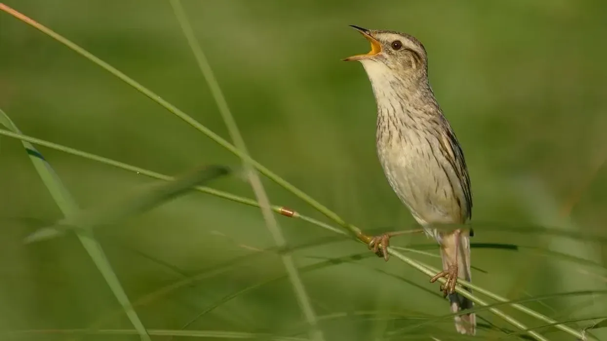 One of the aquatic warbler facts that you need to know is that the aquatic warbler is an insectivorous bird.