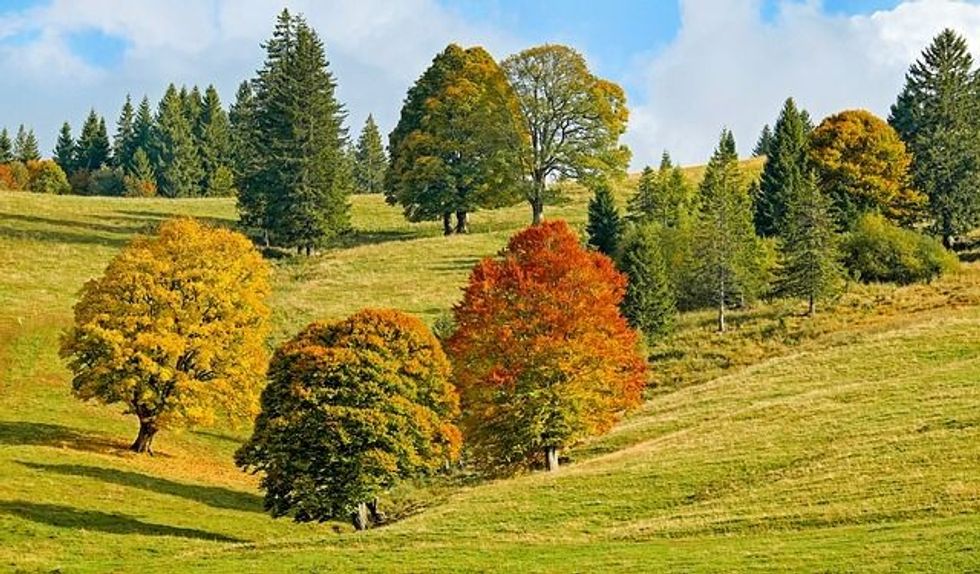 One of the astonishing deciduous forest facts is that a temperate climate with a winter season and year-round precipitation characterizes deciduous forests.