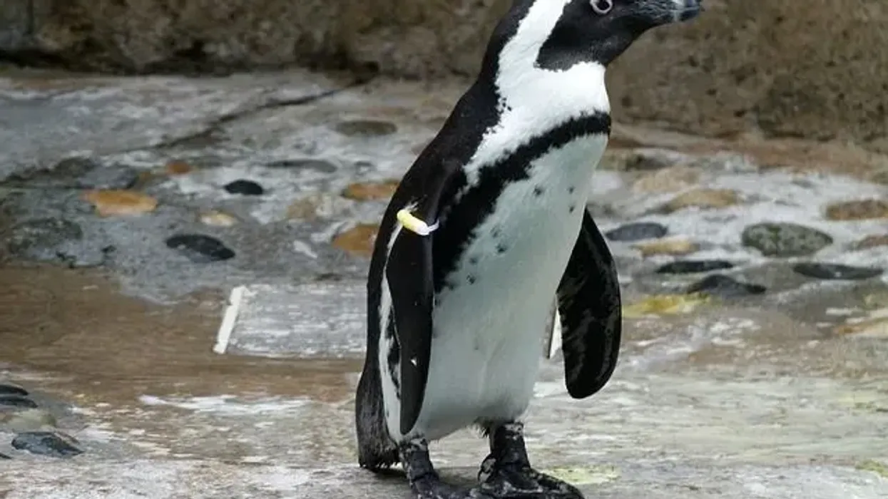 One of the best African penguin facts is that African penguins live on sandy beaches, not on ice!