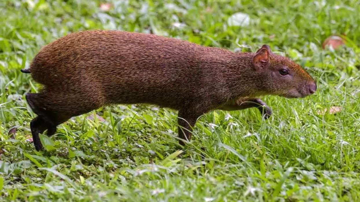 One of the best agouti facts is that they're the only animal that can crack open the hard outer shell of a Brazil Nut