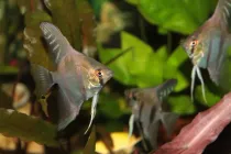 One of the best altum angelfish facts is that they are the largest of the common angelfish species.