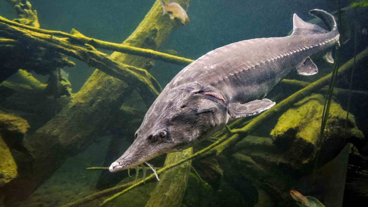 One of the best beluga sturgeon facts is that the largest-ever sturgeon documented was captured in the Volga Estuary in the year 1827