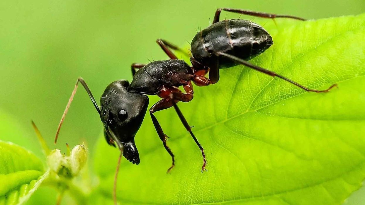 One of the best Black Carpenter Ant facts is that they are known as worker ants