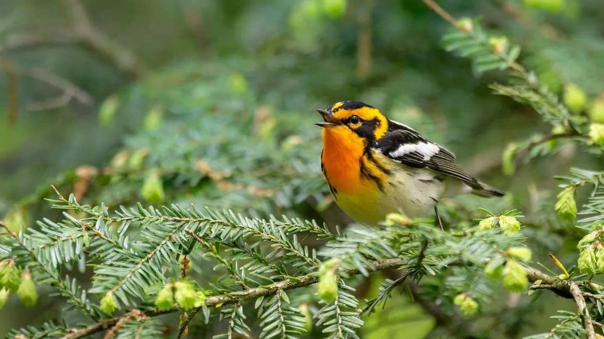 One of the best Blackburnian Warbler facts is that they were named after Anna Blackburne, a famous botanist.