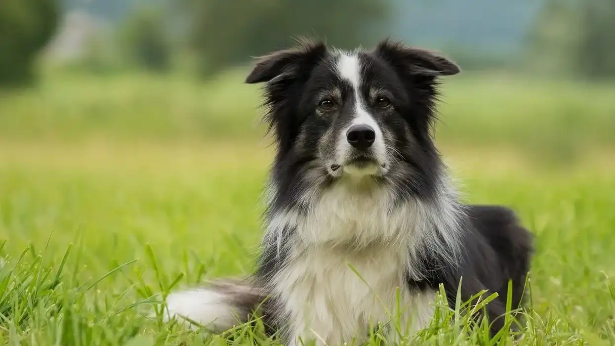One of the best Border Collie facts is that all border collie dogs have their ancestor in a collie named Old Hemp.