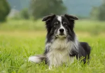 One of the best Border Collie facts is that all border collie dogs have their ancestor in a collie named Old Hemp.