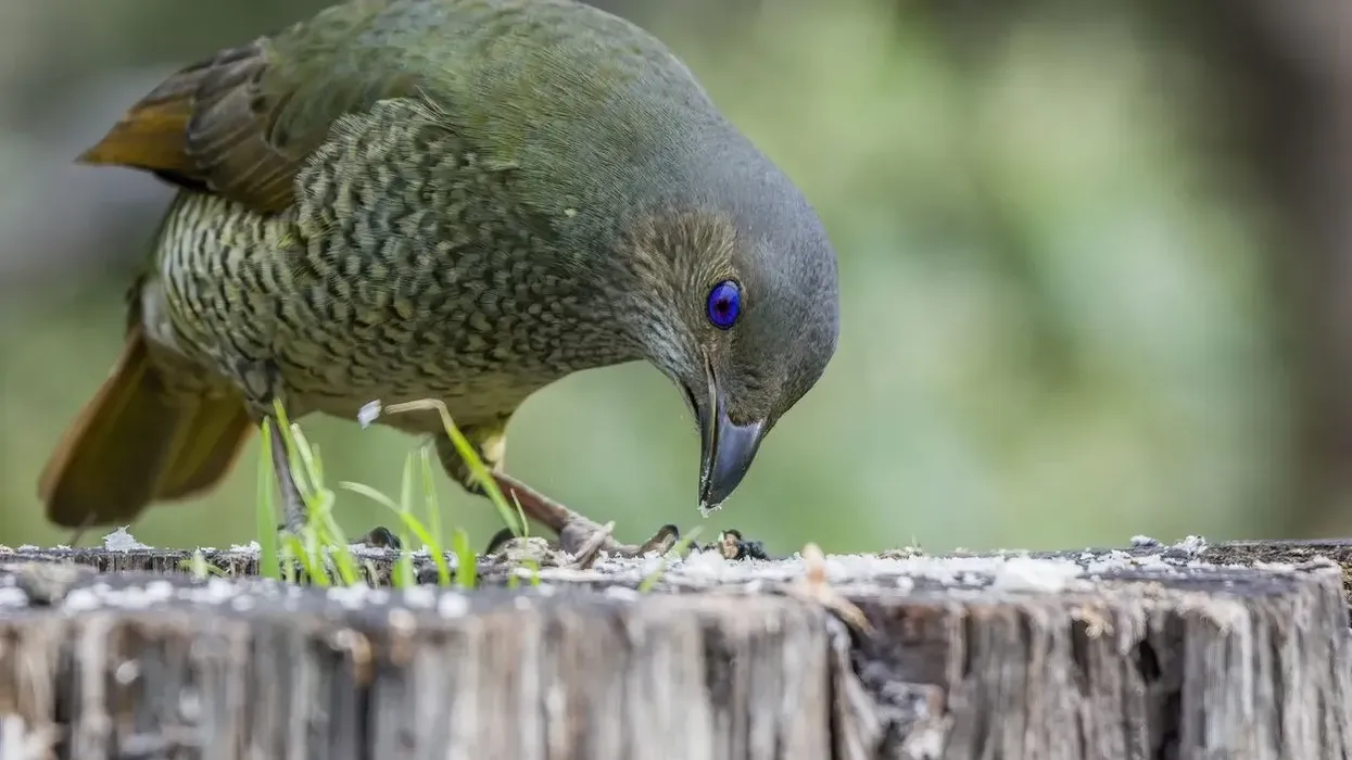 One of the best bowerbird facts is that these birds tend to collect blue-colored decorative objectives to decorate their bowers.