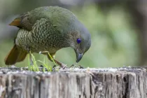 One of the best bowerbird facts is that these birds tend to collect blue-colored decorative objectives to decorate their bowers.