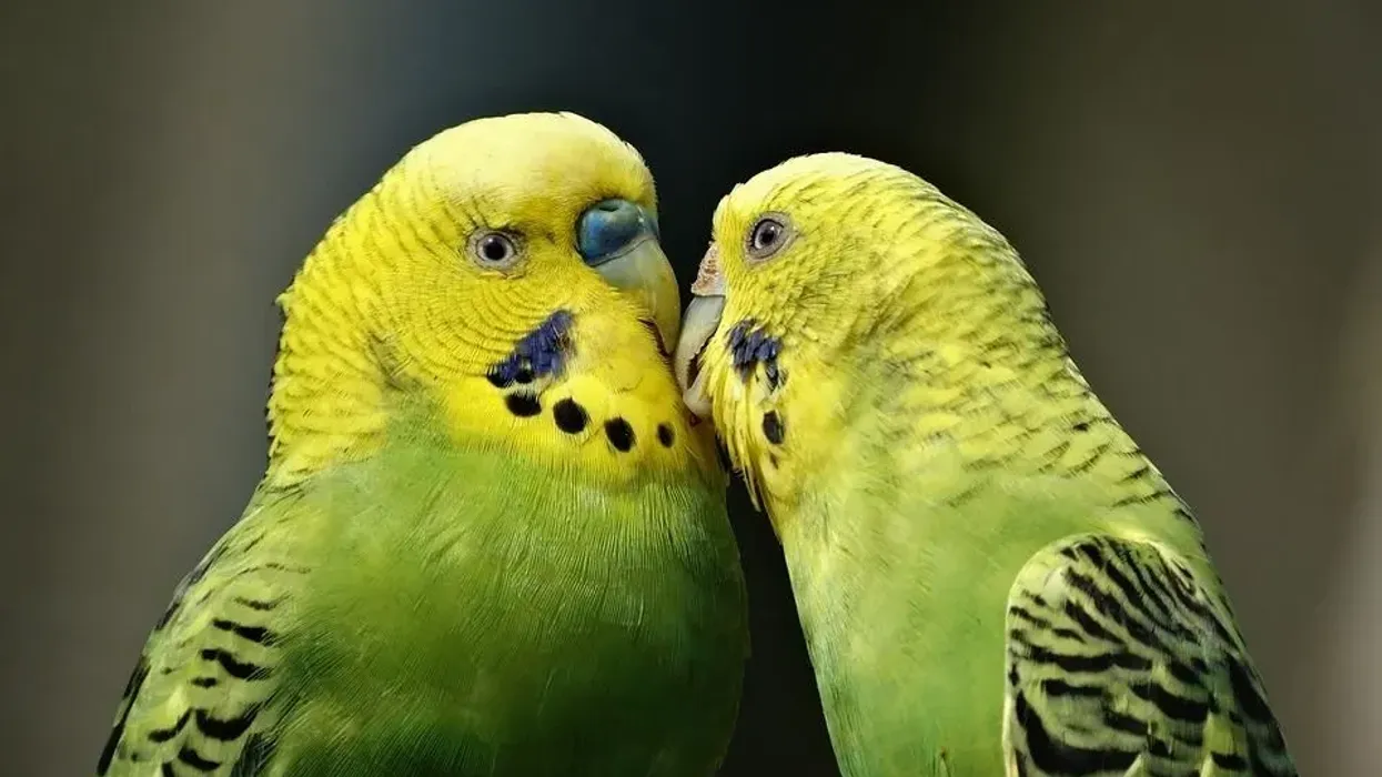 One of the best budgerigar facts is that they can also be called budgies, parakeet budgies, or just parakeets.