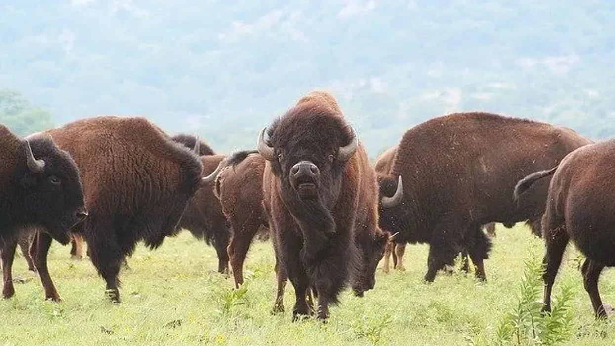 One of the best Buffalo facts is that they are fully covered with fur
