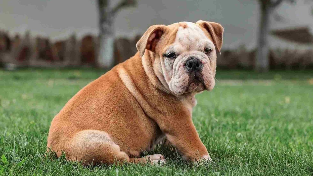 One of the best Bulldog facts is that no two Bulldogs have the same color.