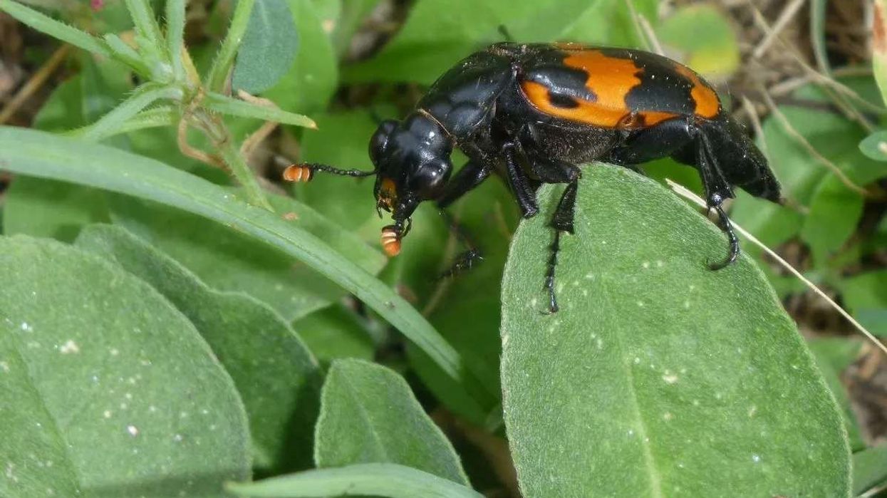 One of the best burying beetle facts is that the burying beetle buries the carcasses of tiny vertebrates, hence its name.