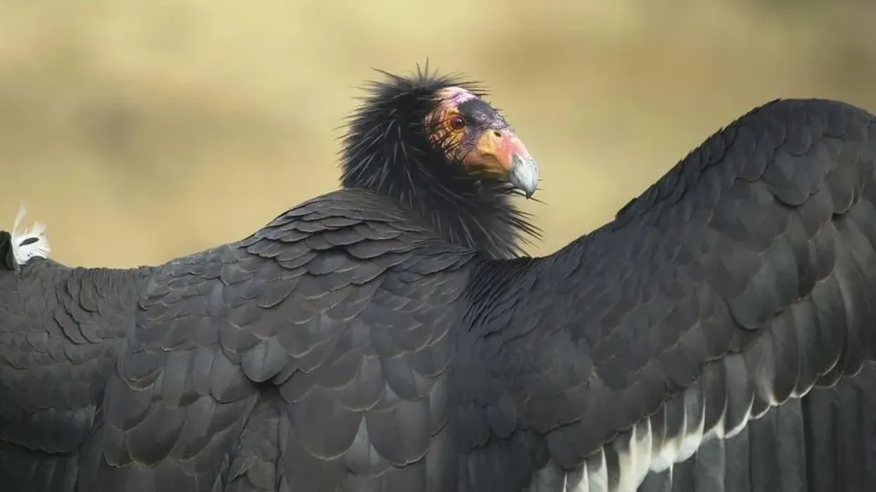 One of the best California Condor facts is that the California Condor is a New World vulture believed to be the largest bird in North America.