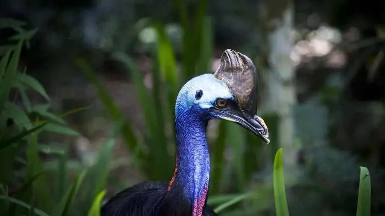 One of the best cassowary facts is that it is the second heaviest bird found in the forests of Australia.