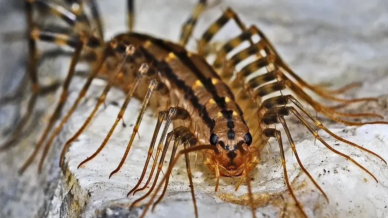 One of the best centipede facts is that centipedes are also called 'hundred leggers'.