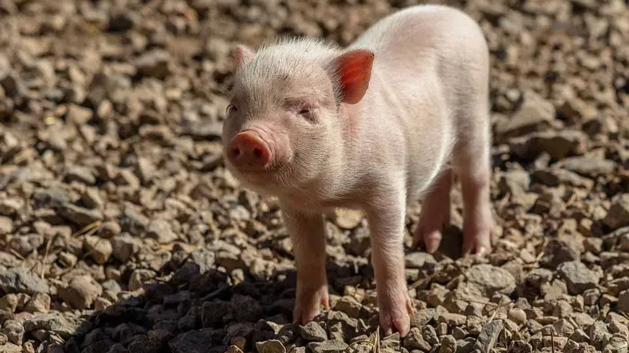 One of the best domestic pig facts is about their irregular gait. When walking, these species only use two toes on each foot, giving the appearance of walking on tiptoe!