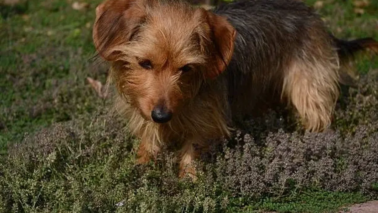One of the best dorkie facts is that they are a mix between a dachshund and a Yorkshire terrier.