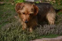 One of the best dorkie facts is that they are a mix between a dachshund and a Yorkshire terrier.