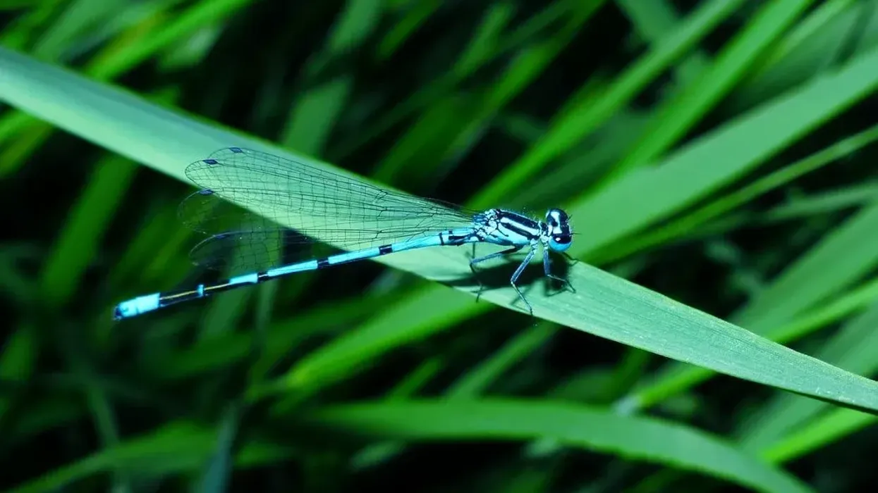 One of the best dragonfly facts is that dragonflies have inspired scientists and engineers to make robots with their flying skills.