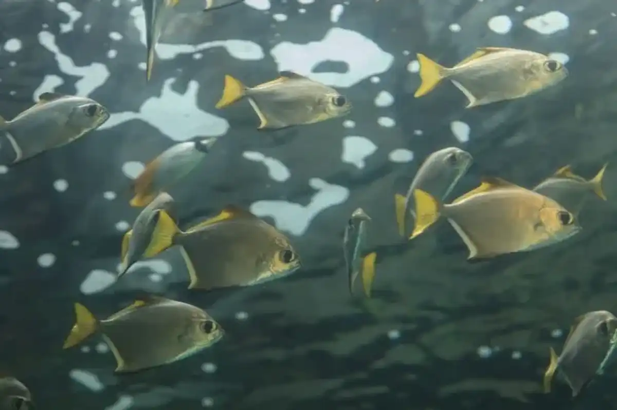 One of the best florida pompano facts is that they live in groups called schools.