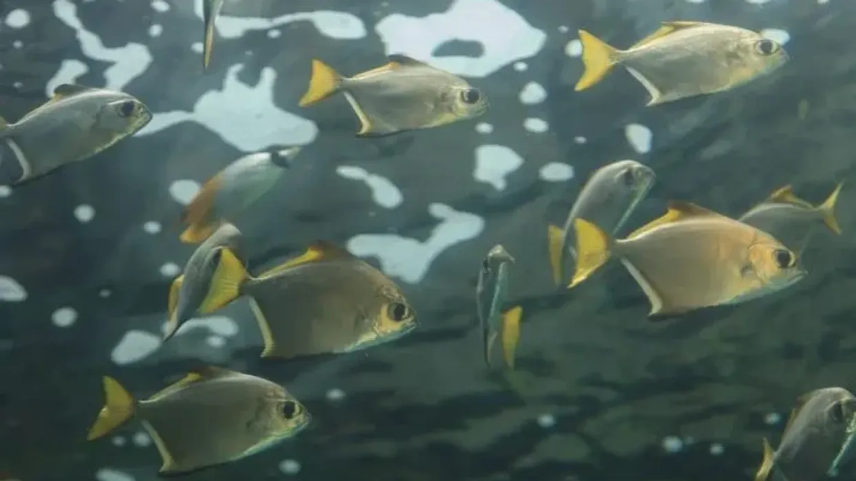 One of the best florida pompano facts is that they live in groups called schools.
