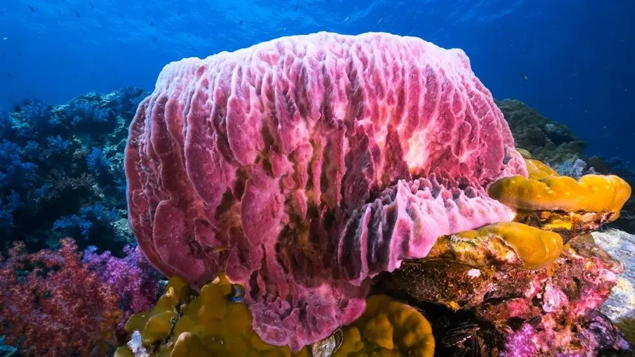 One of the best giant barrel sponge facts about the sponge that grows on the coral reef of the Caribbean Sea is that it is typically red and brown in color.