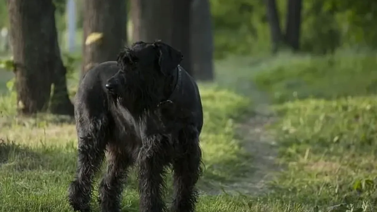 One of the best giant schnauzer facts is that in Germany, a giant schnauzer is called a 'riesenschnauzer,' which when translated means 'the giant'