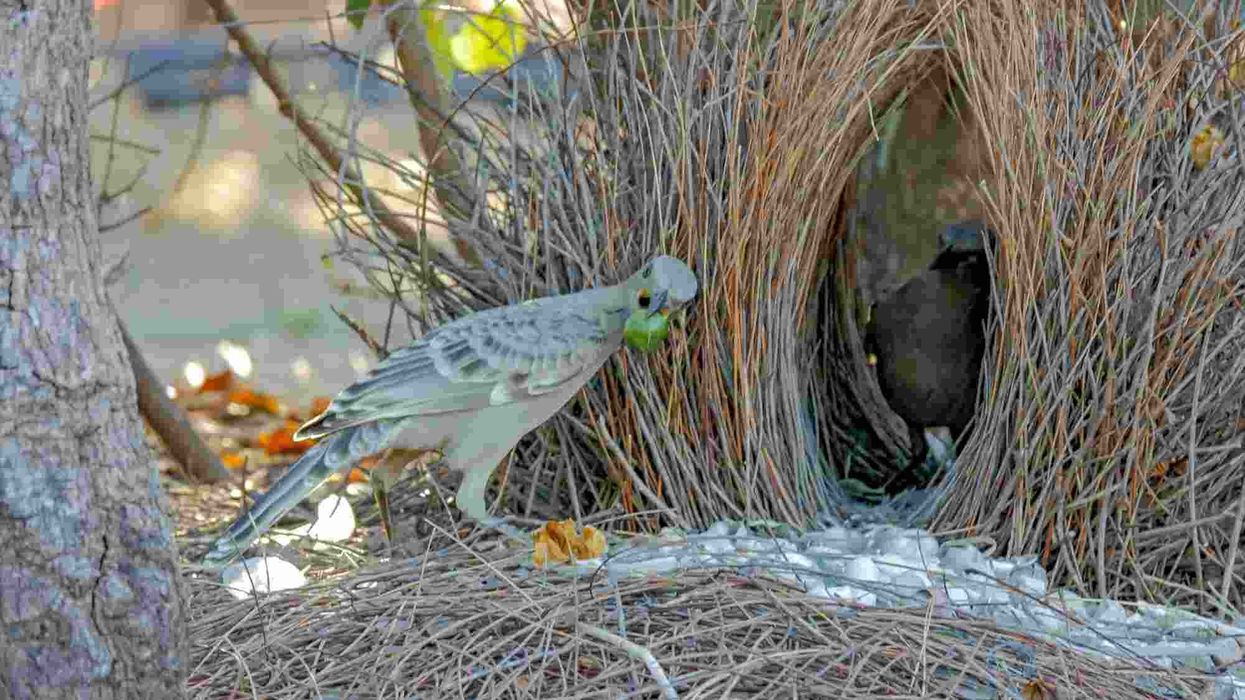 One of the best great bowerbird facts is that these birds love to decorate their bower with colorful objects.