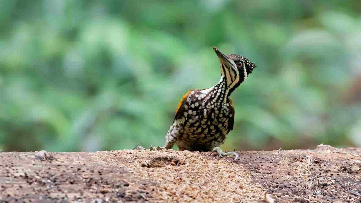 One of the best greater flameback facts is that these birds have a distinguished red crown.