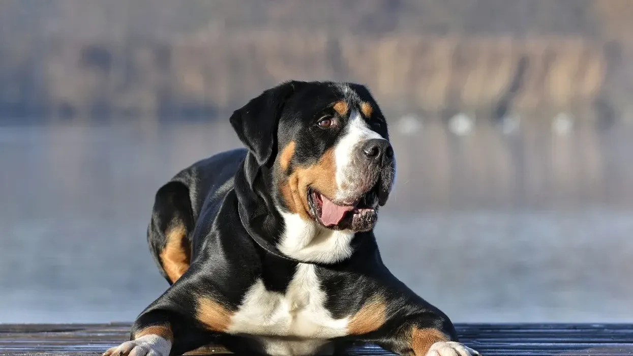 One of the best Greater Swiss Mountain dog facts is that they are a mountain dog type that originated in the beautiful Swiss Alps.