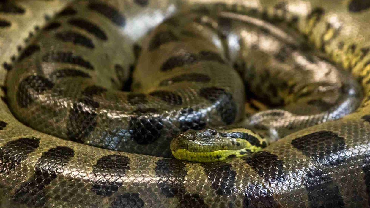 One of the best green anaconda facts is that green anacondas
