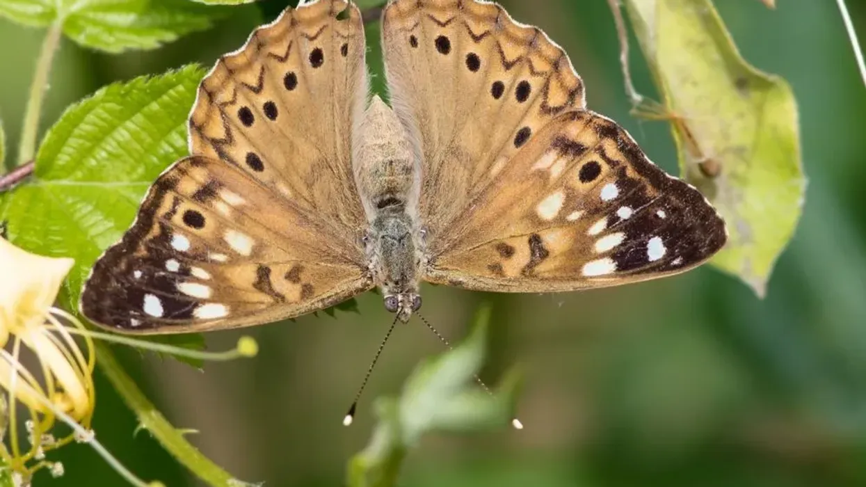 One of the best hackberry emperor facts is that these butterflies often perch upside down on surfaces such as tree trunks and buildings.
