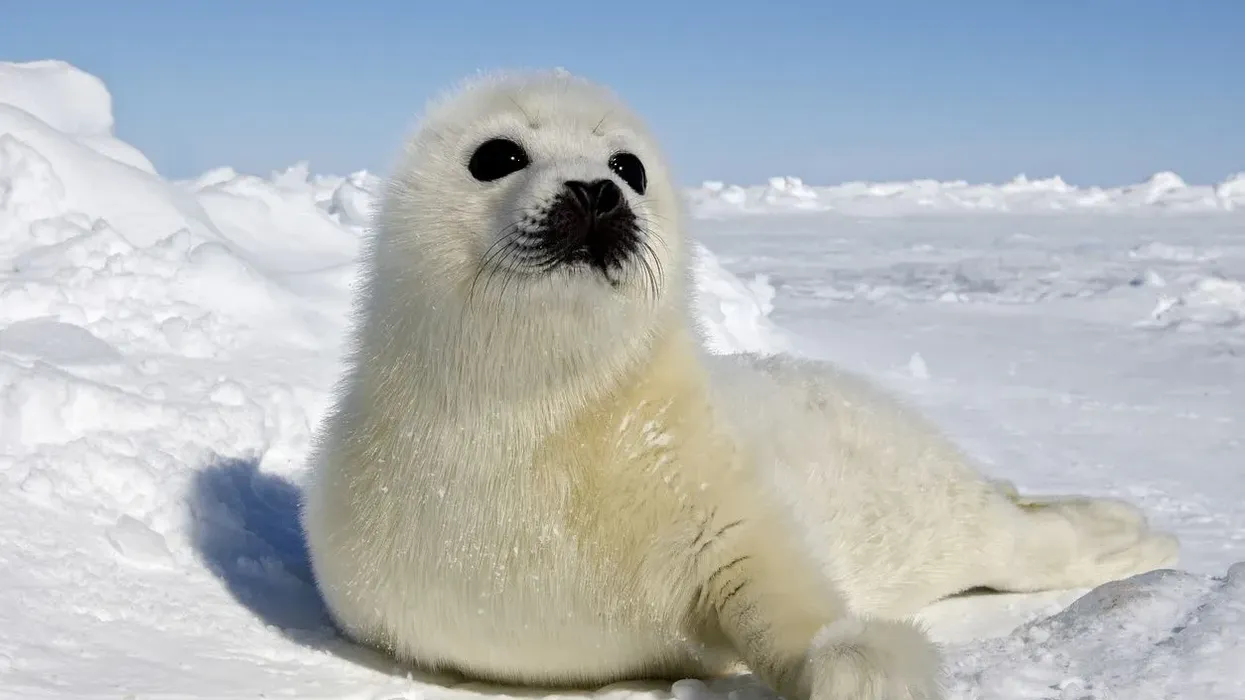 One of the best harp seal facts is that they live in cold areas and can swim. Have you ever seen a harp seal swimming?