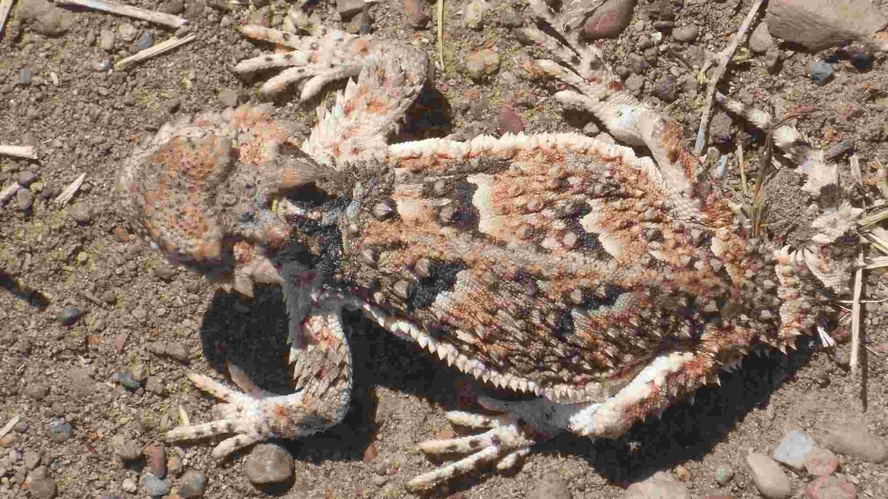 One of the best horned toad facts is that they have excellent camouflage capabilities