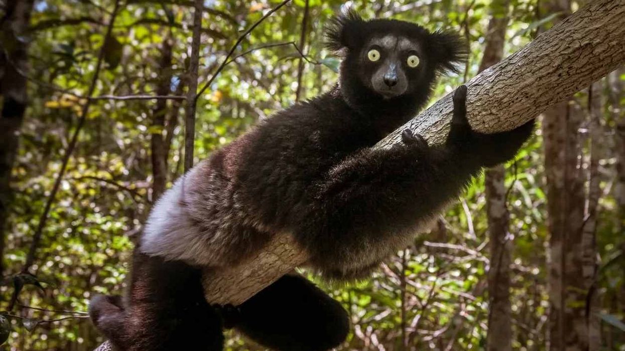 One of the best indri facts is that the indri lemur, also called the babakoto, is not only one of the largest living lemurs but is also one of the most surreal-looking ones.
