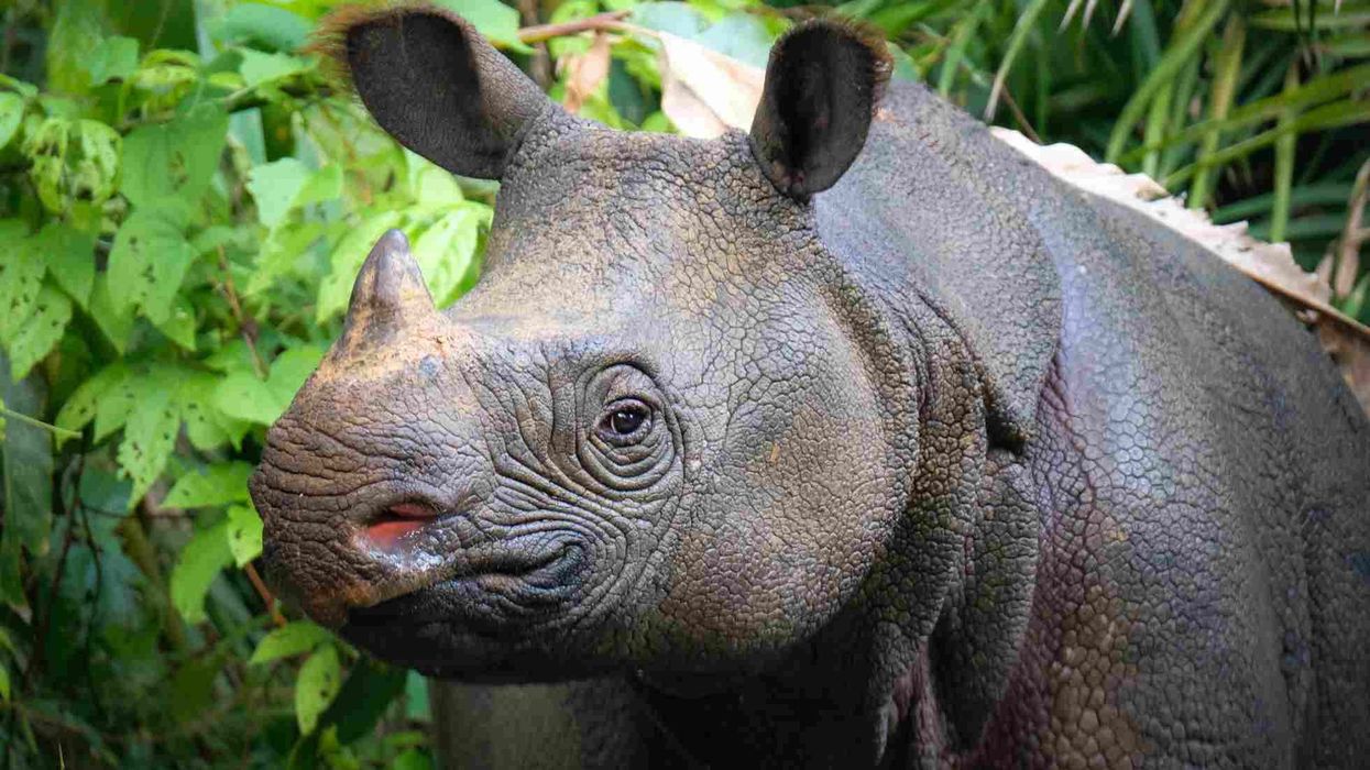 One of the best Javan rhino facts is that they are one of the rarest one-horned Rhinoceros