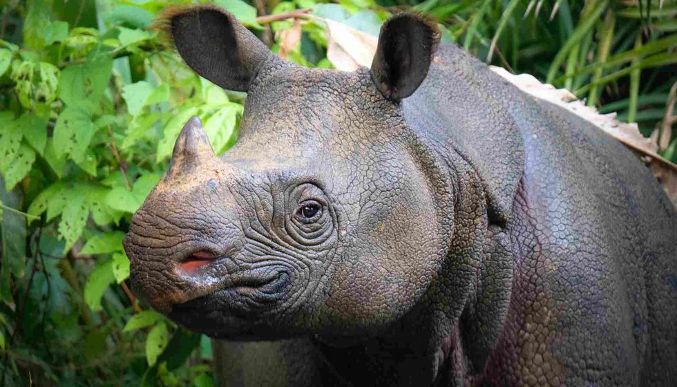 Fun Javan Rhinoceros Facts For Kids | Kidadl