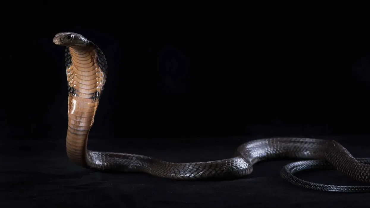 One of the best king cobra facts is that they are the most dangerous and also the longest venomous snake