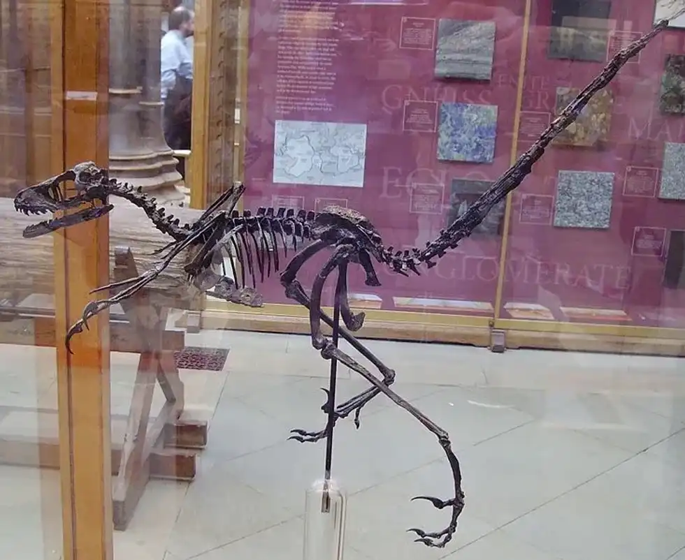 One of the best known Bambiraptor facts is their entire body was covered with feathers, like birds of today's times.