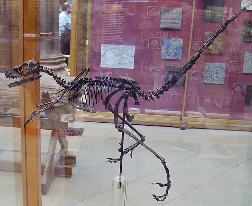 One of the best known Bambiraptor facts is their entire body was covered with feathers, like birds of today's times.