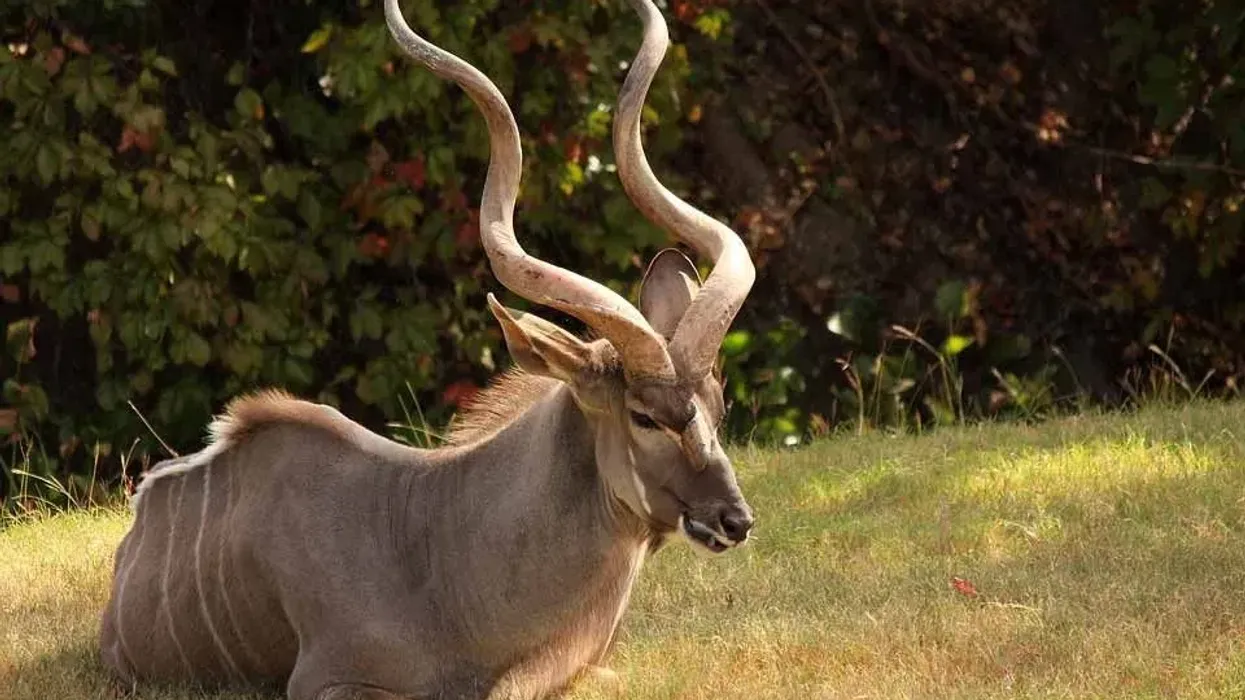 One of the best kudu facts is that there are 11-14 white stripes on a kudu's back