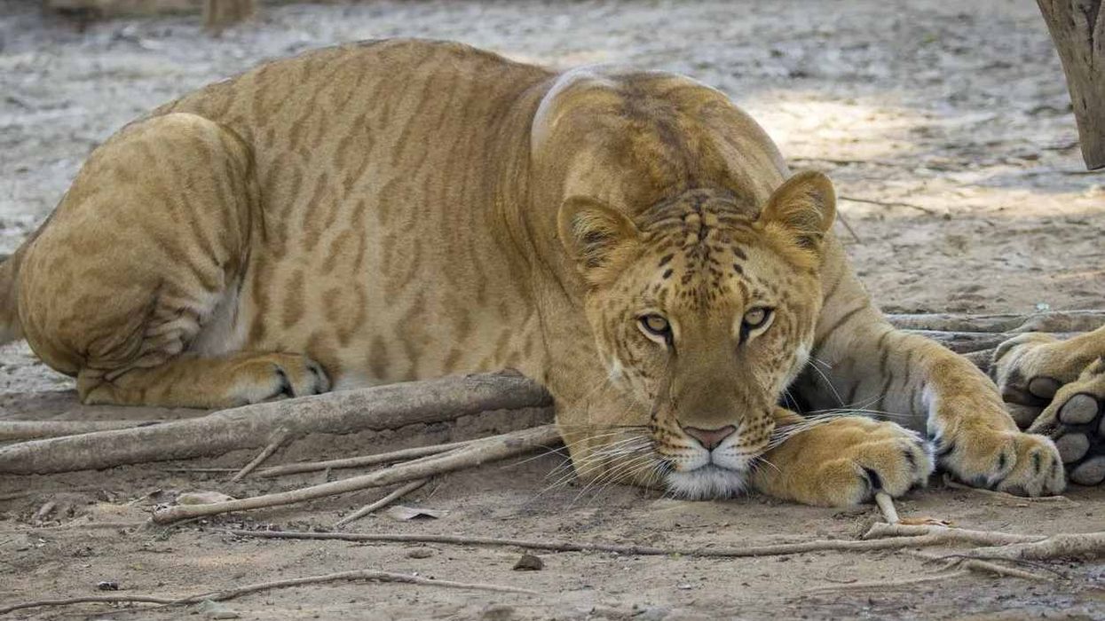 One of the best liger facts is that a liger is a hybrid animal bred from the crossing of a lion and a tiger.