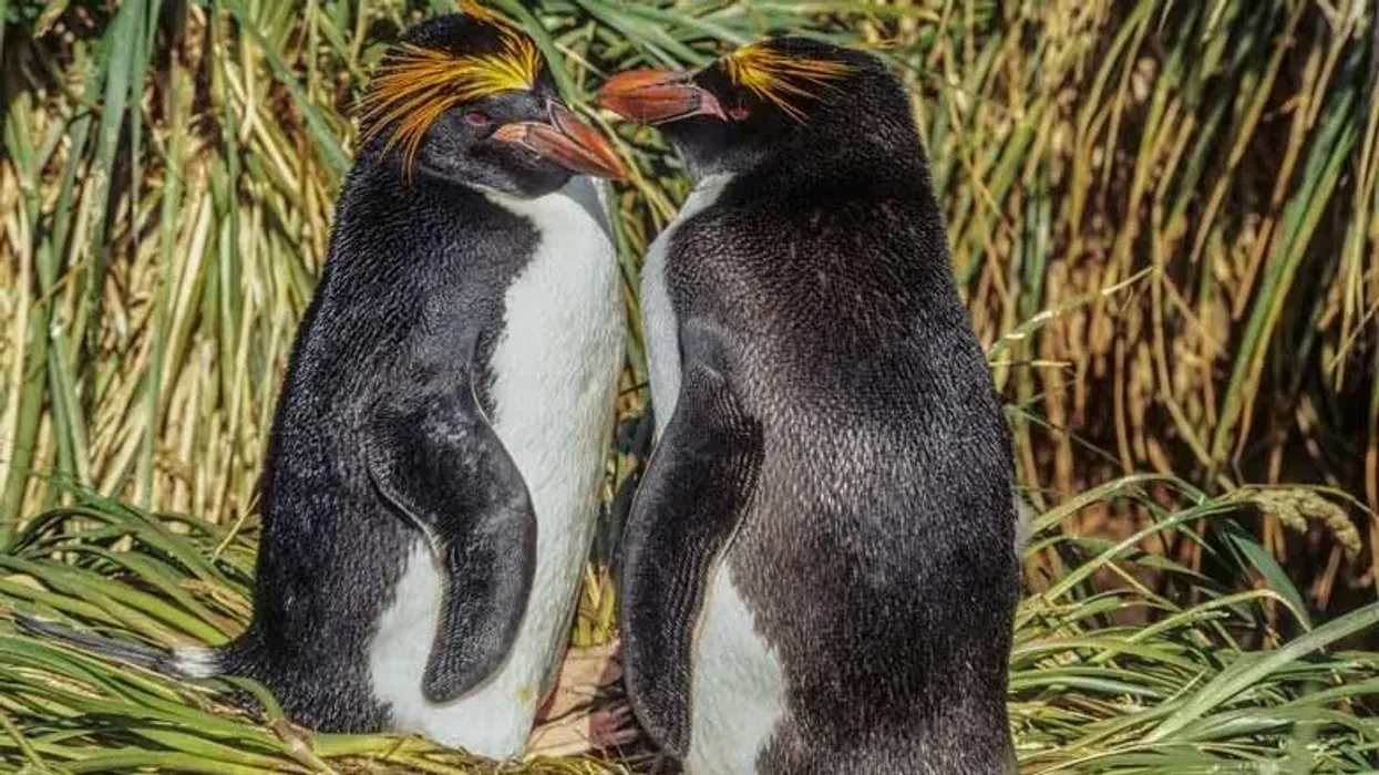 One of the best macaroni penguin facts is that its name comes from the distinct yellow feathers on its head