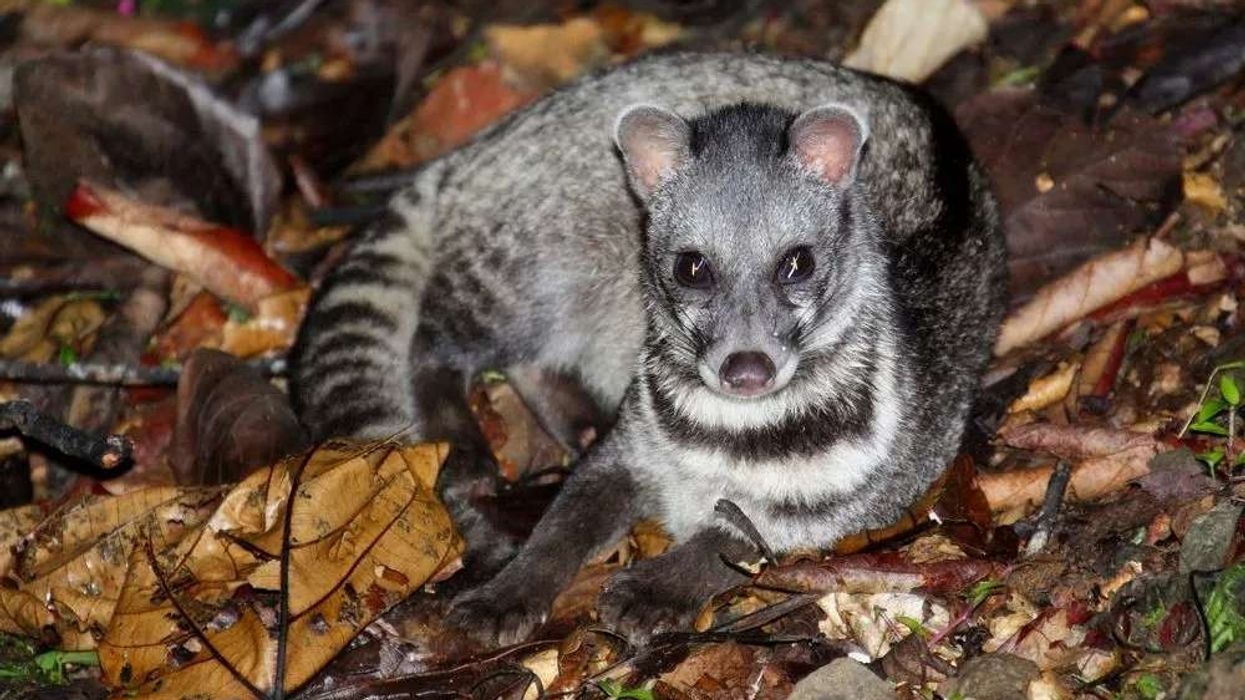 One of the best Malayan civet facts is that they have a tawny or grayish background with black-colored spots.
