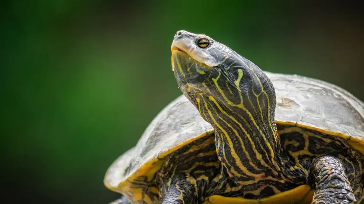 One of the best map turtle facts is that the pattern of its carapace is unique.